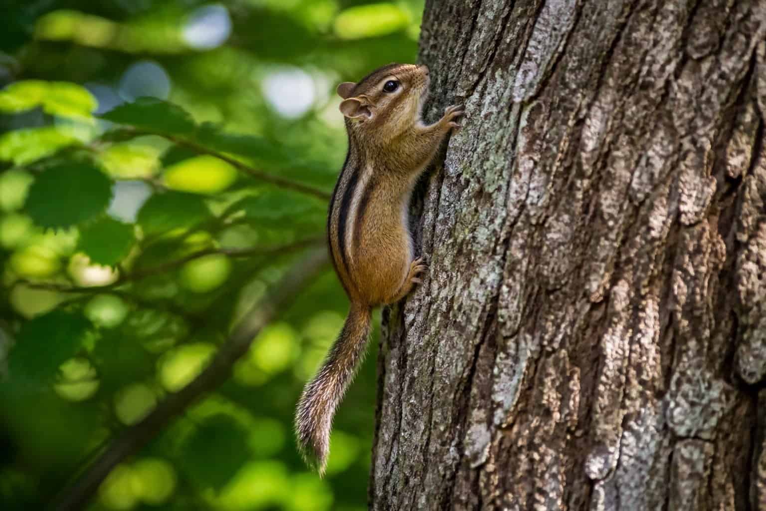 A chipmunk climbing up a tree trunk surrounded by green leaves in a forest.
