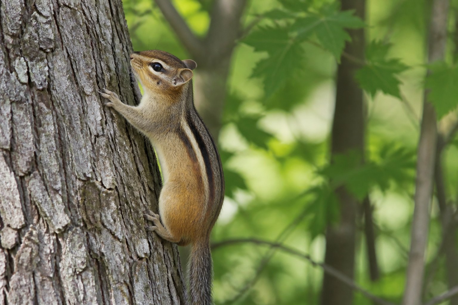A chipmunk climbing a tree trunk in a forest setting with green leaves in the background.