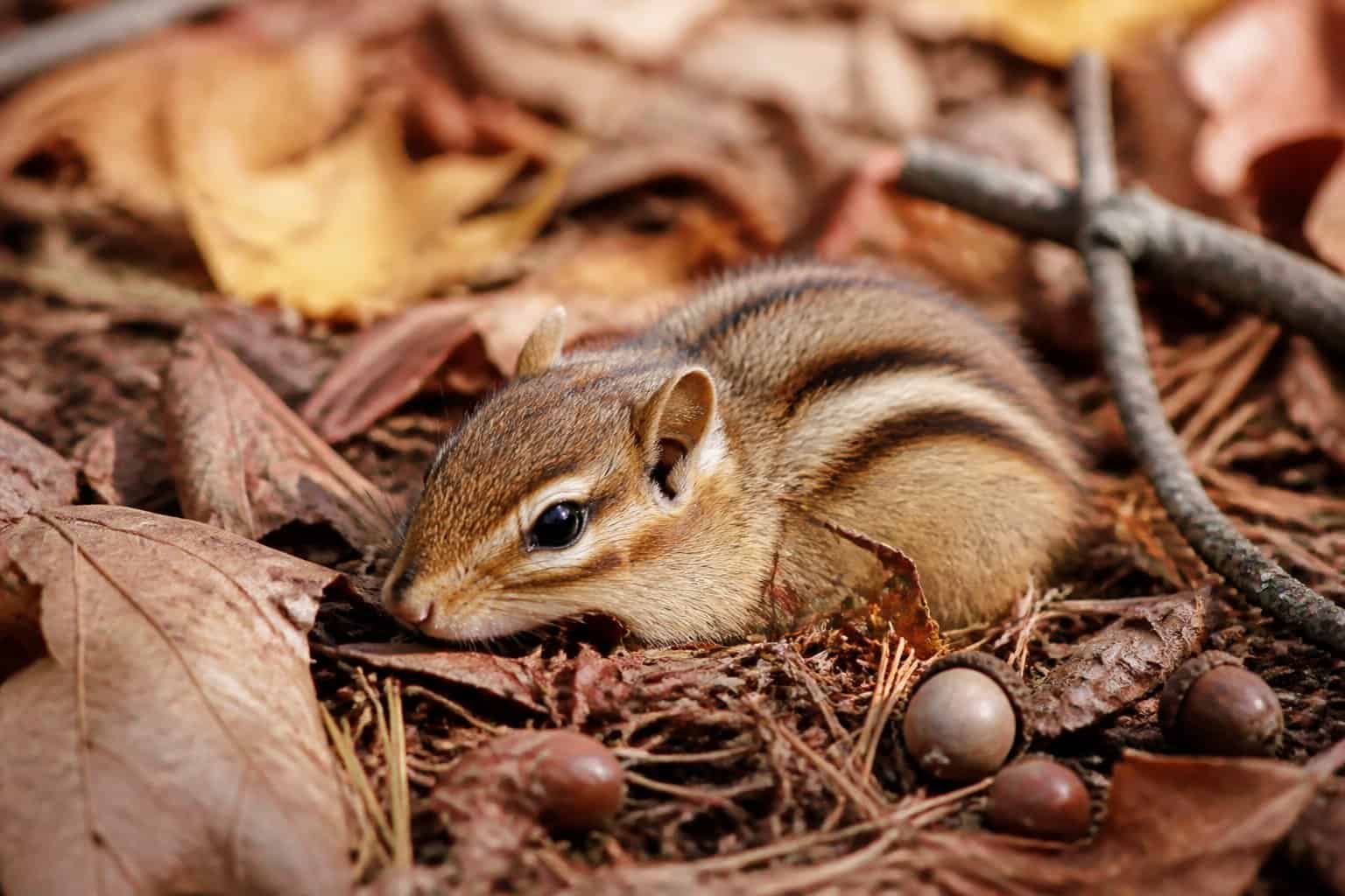 A chipmunk resting on the forest floor surrounded by dry leaves and acorns.
