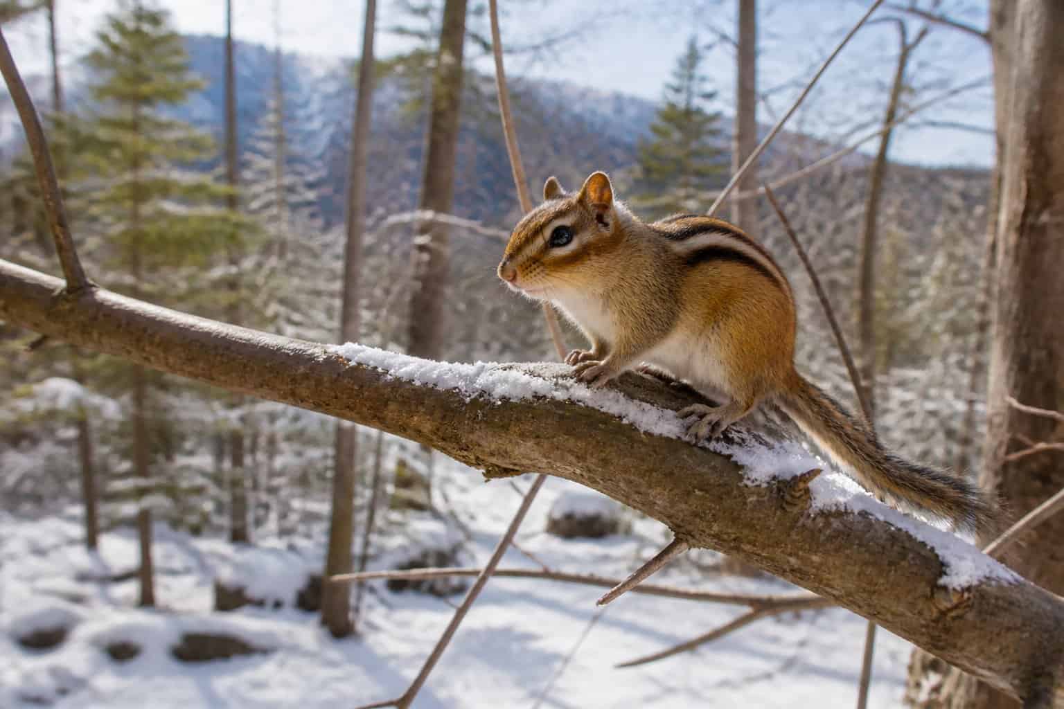 A chipmunk sitting on a snow-covered tree branch in a winter forest with bare and evergreen trees around.
