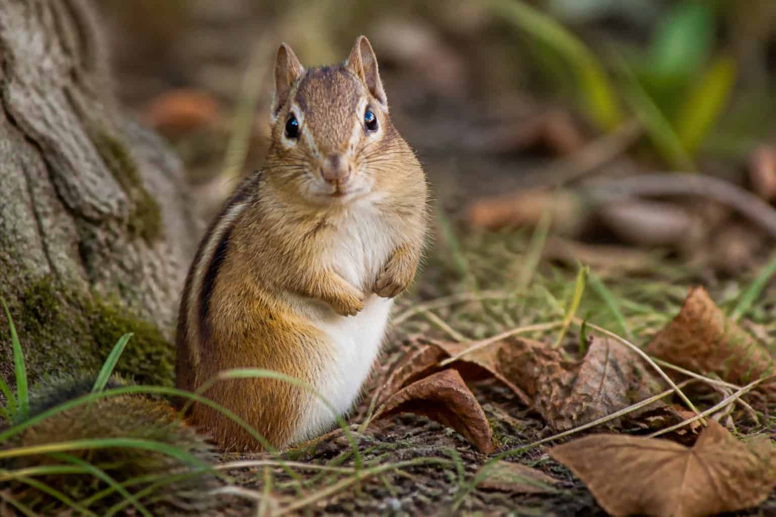 A chipmunk sitting on a tree branch in a forested area, looking alert.