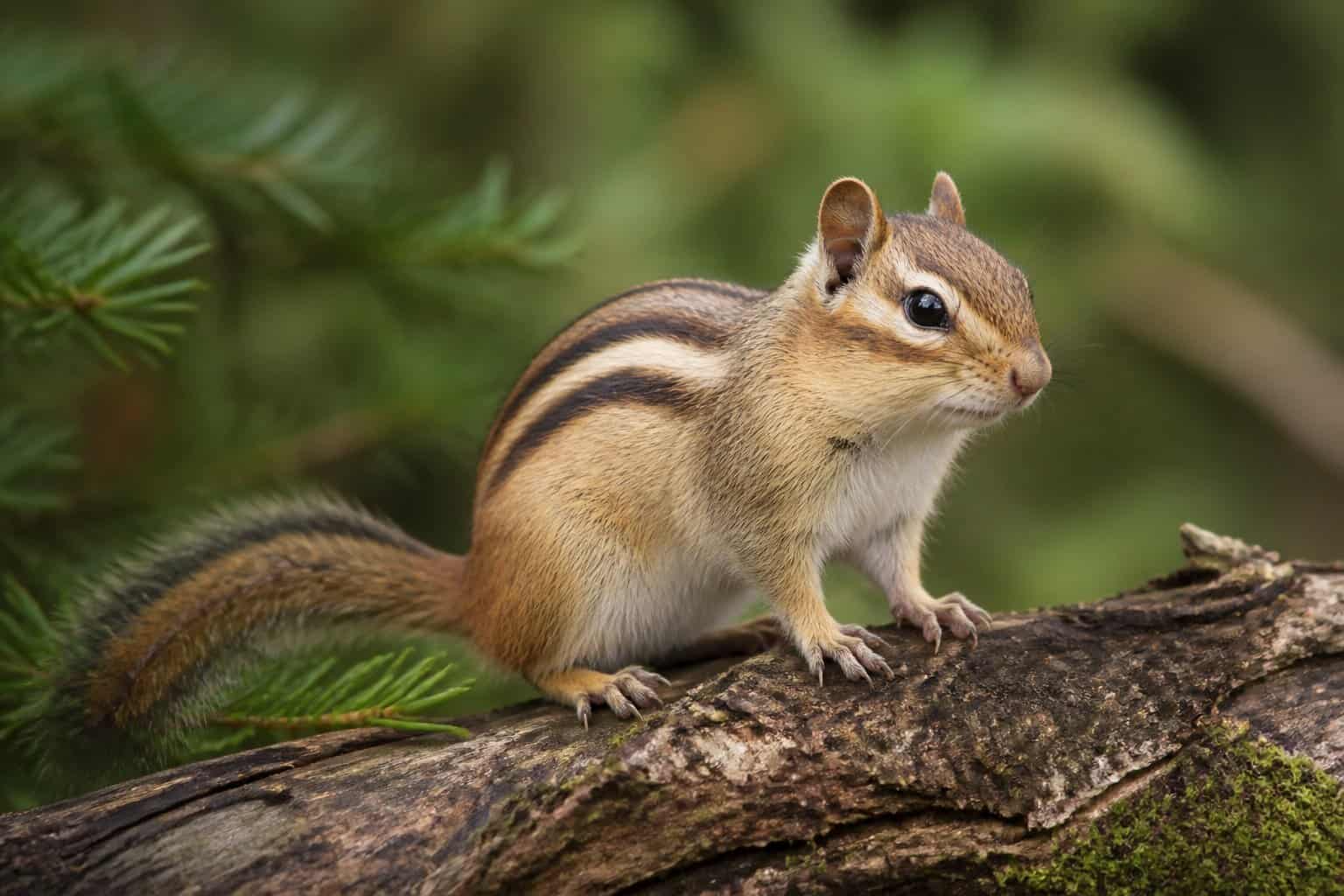 A chipmunk sitting on a tree branch surrounded by green leaves in a natural outdoor setting.