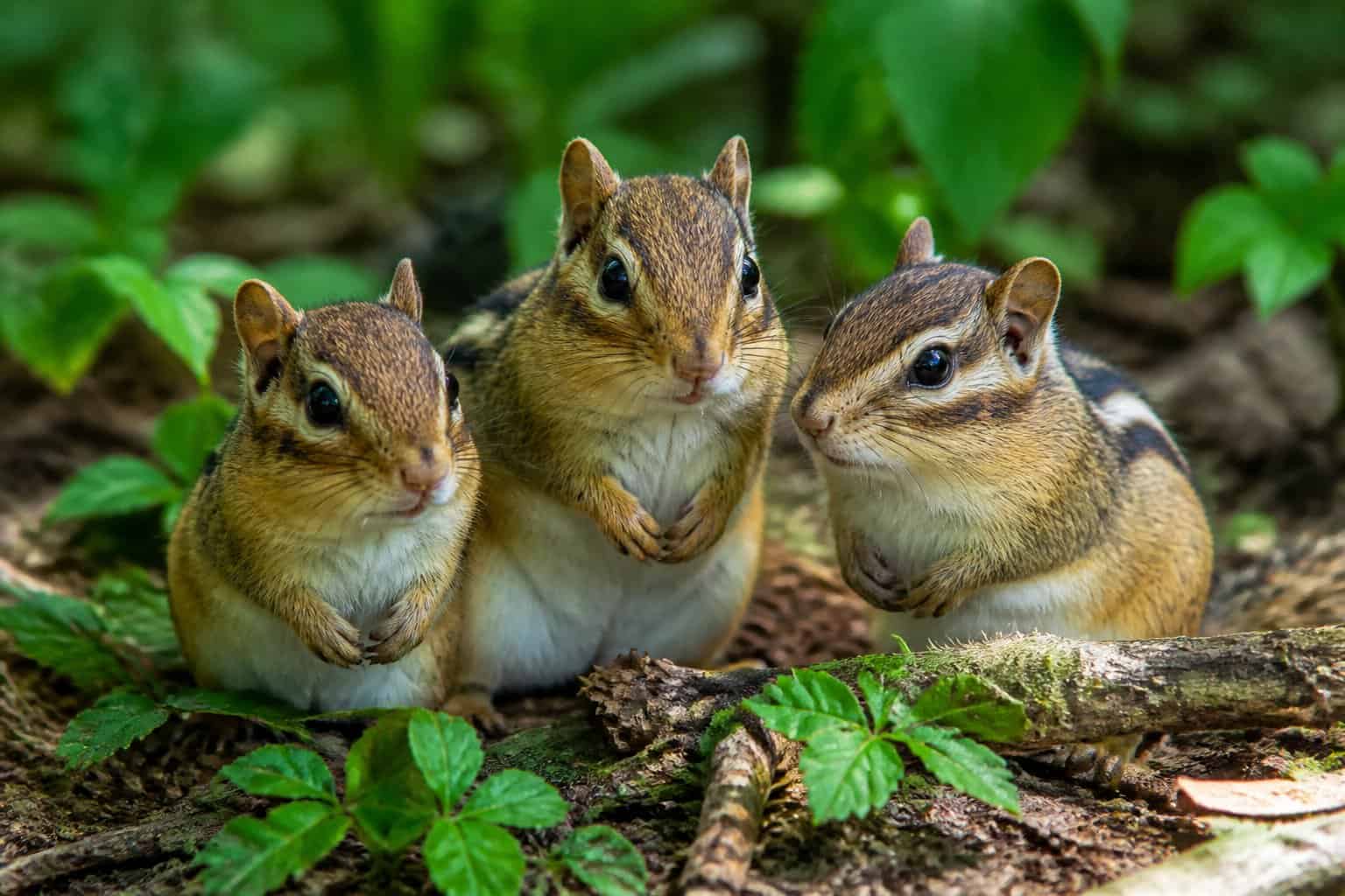 Three chipmunks sitting together on a forest floor surrounded by leaves and plants.