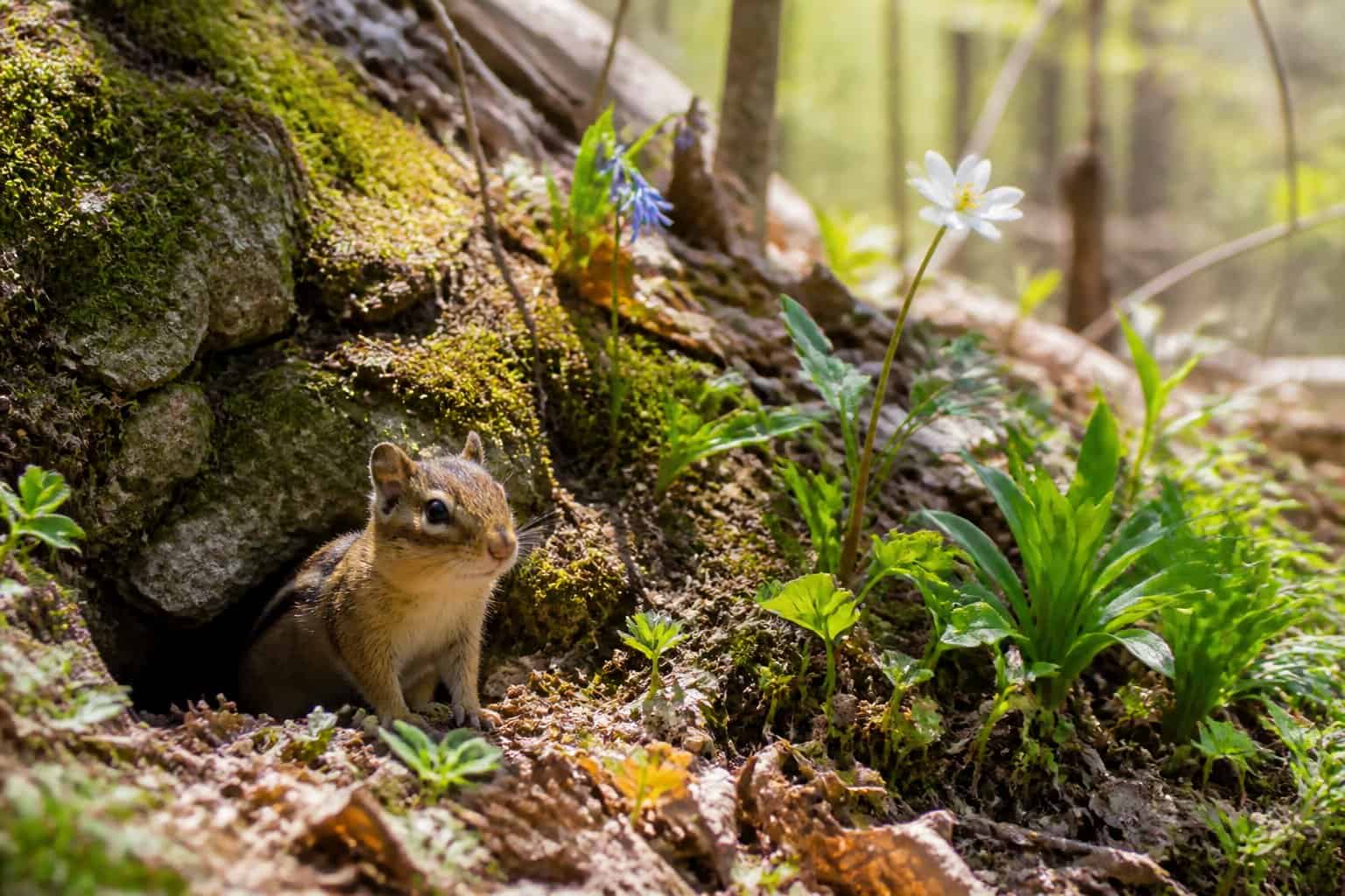 A chipmunk near the entrance of its burrow in a forest clearing with fresh grass and budding plants in early spring.