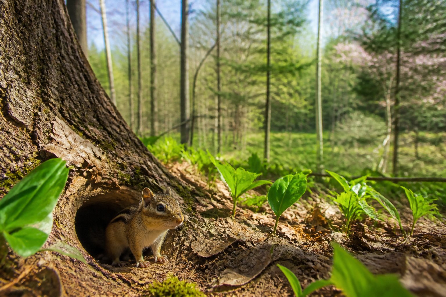 A chipmunk emerging from its burrow in a forest with fresh green plants and sunlight filtering through trees.