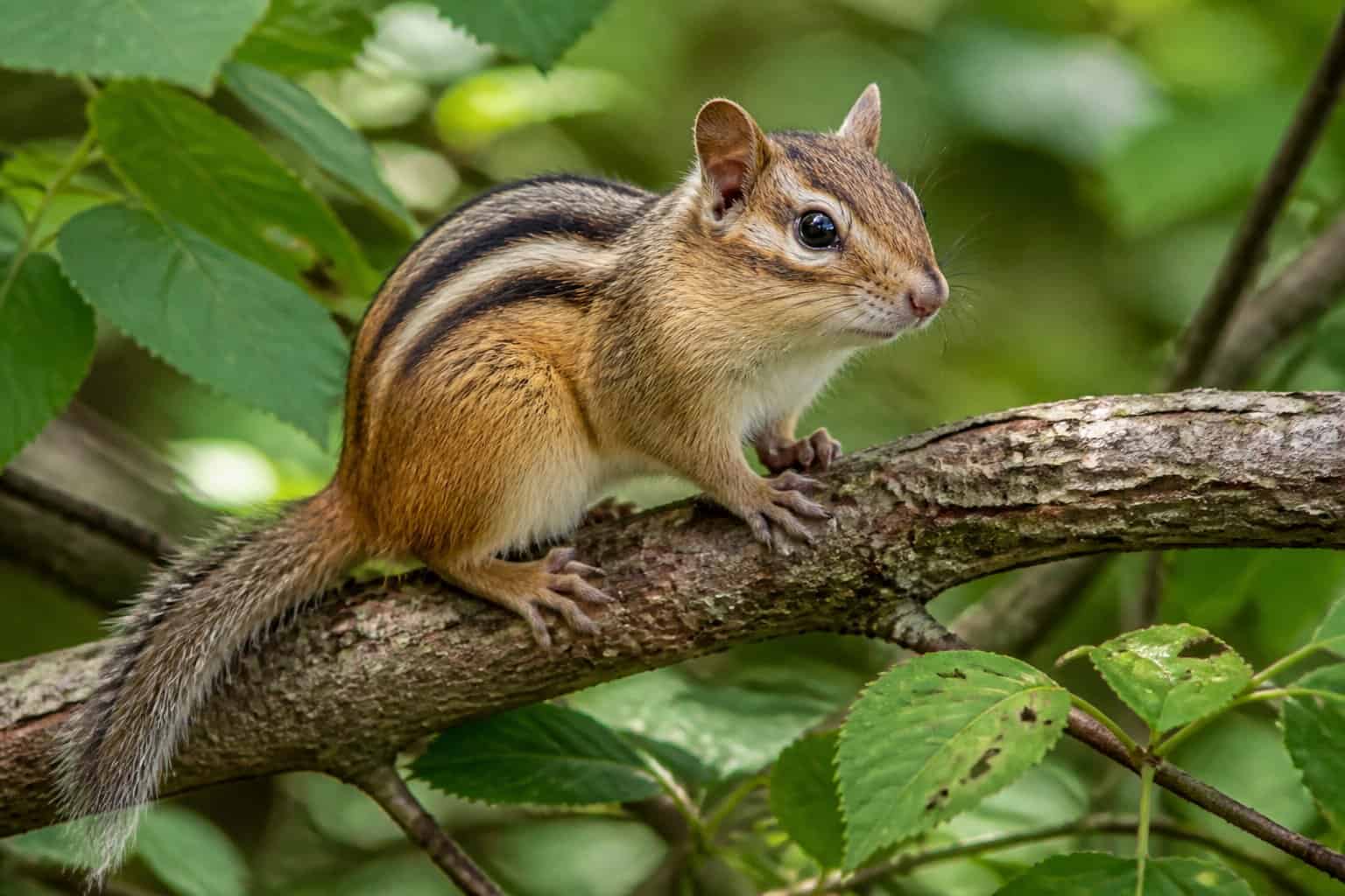 Close-up of a chipmunk sitting on a tree branch surrounded by green leaves in a forest.