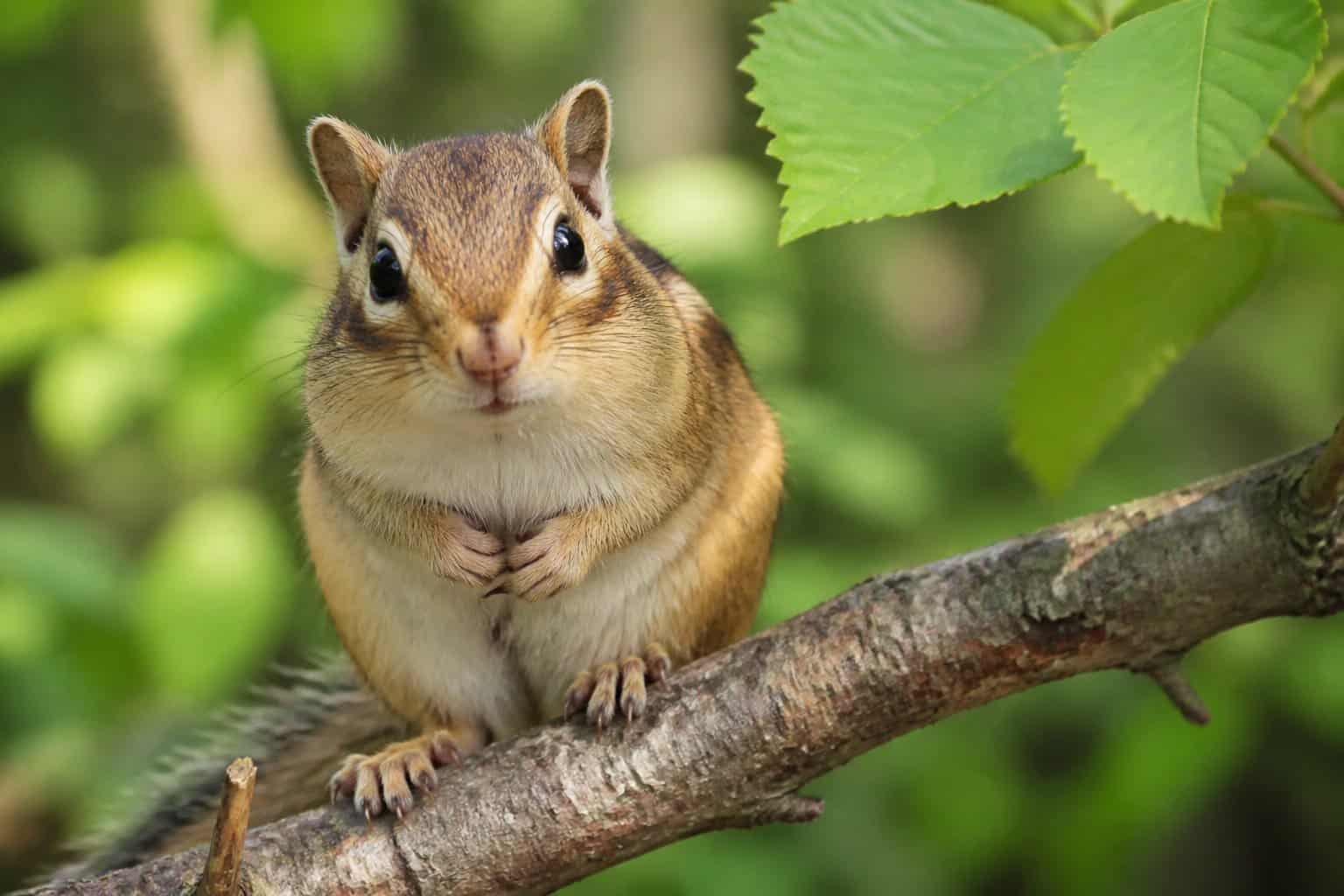A close-up of a chipmunk sitting on a tree branch with green leaves in the background.