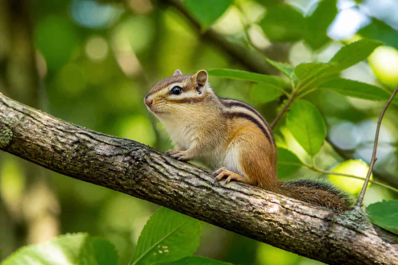 A chipmunk sitting on a tree branch surrounded by green leaves in a forest.