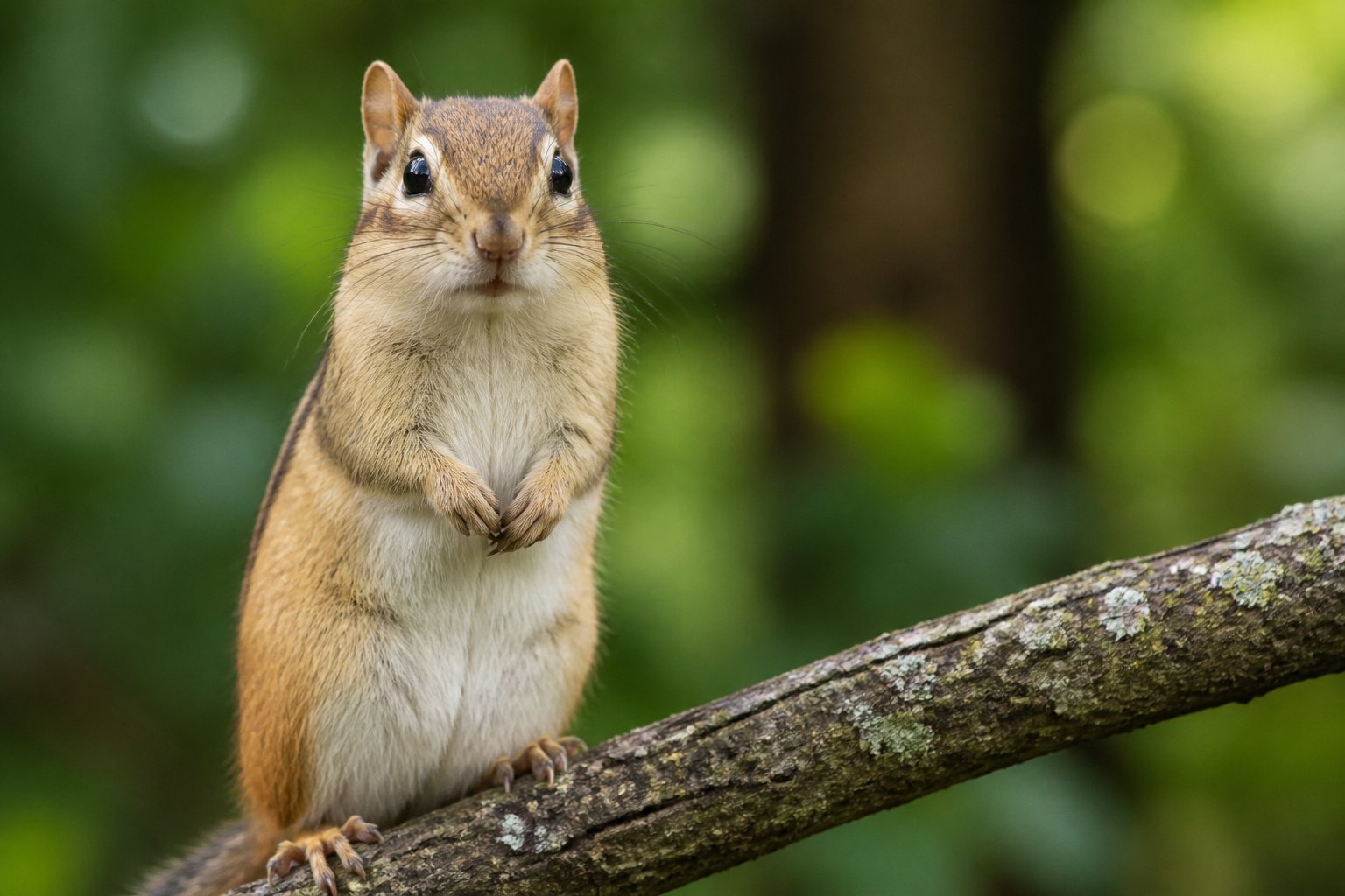 A chipmunk sitting on a tree branch surrounded by green forest foliage.