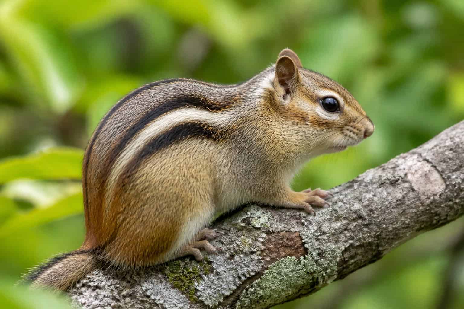 A chipmunk sitting on a tree branch showing its striped fur pattern in a natural outdoor setting.
