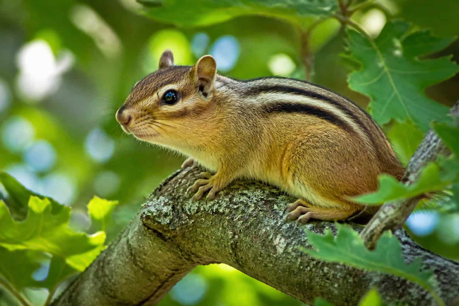 A chipmunk with distinct stripes on its back sitting on a tree branch surrounded by green leaves.