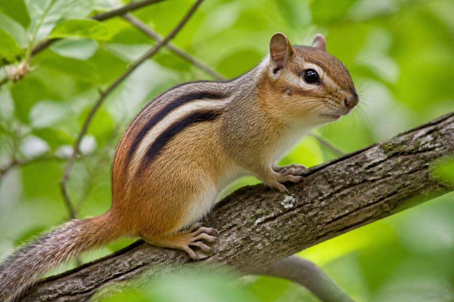 A chipmunk with stripes on its back sitting on a tree branch surrounded by green leaves.