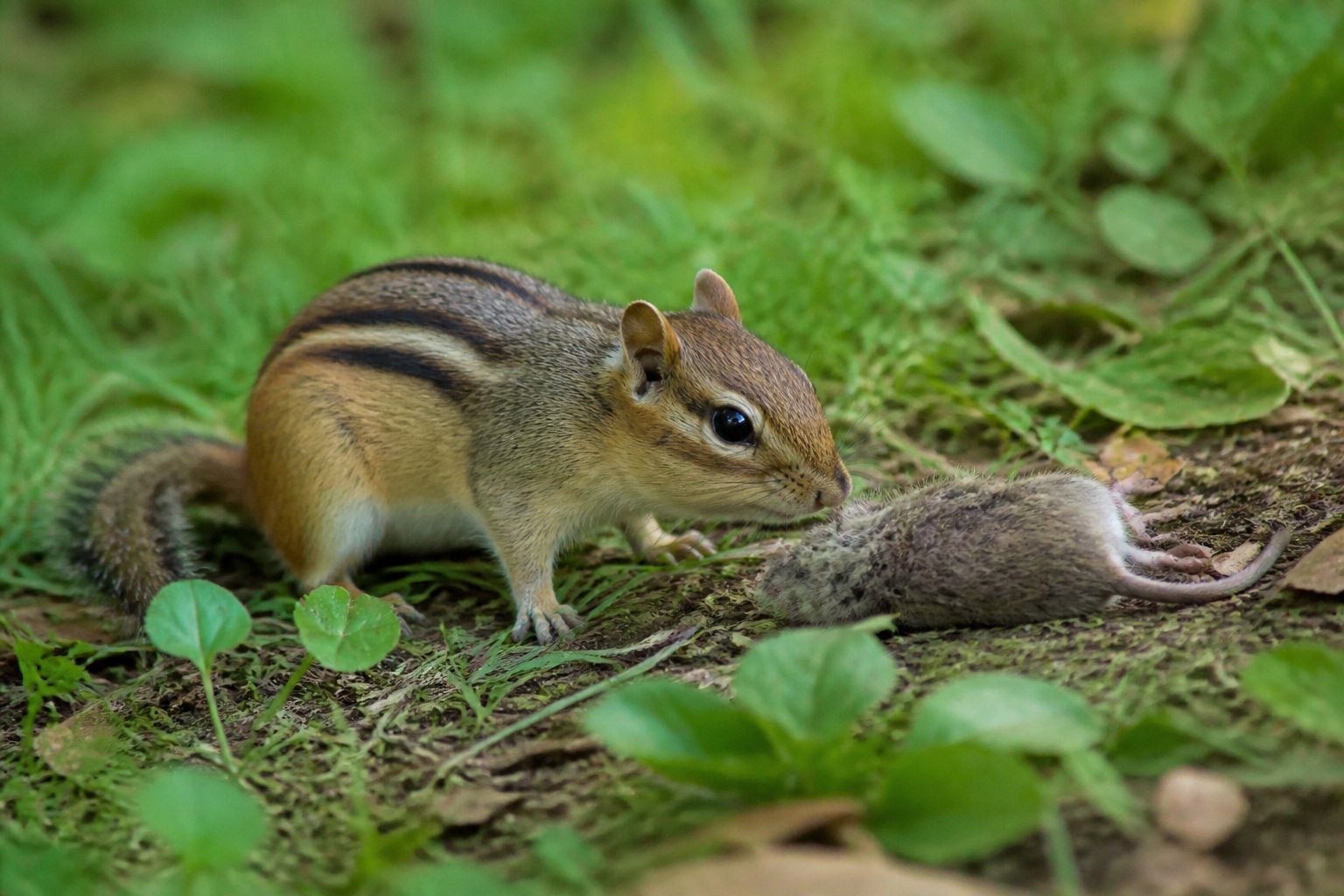 A chipmunk near a small dead mouse on grass in a backyard.