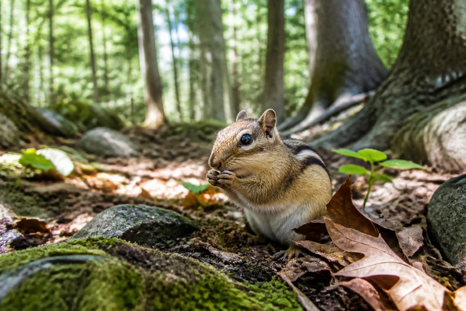 A chipmunk on the forest floor surrounded by leaves and trees in a natural woodland setting.