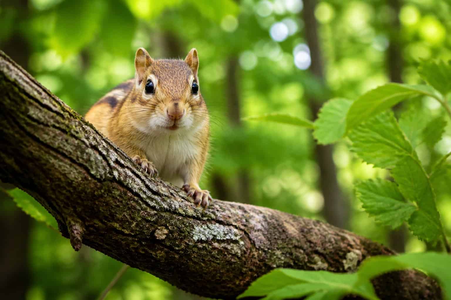 A chipmunk sitting on a tree branch in a forest with green leaves and sunlight.