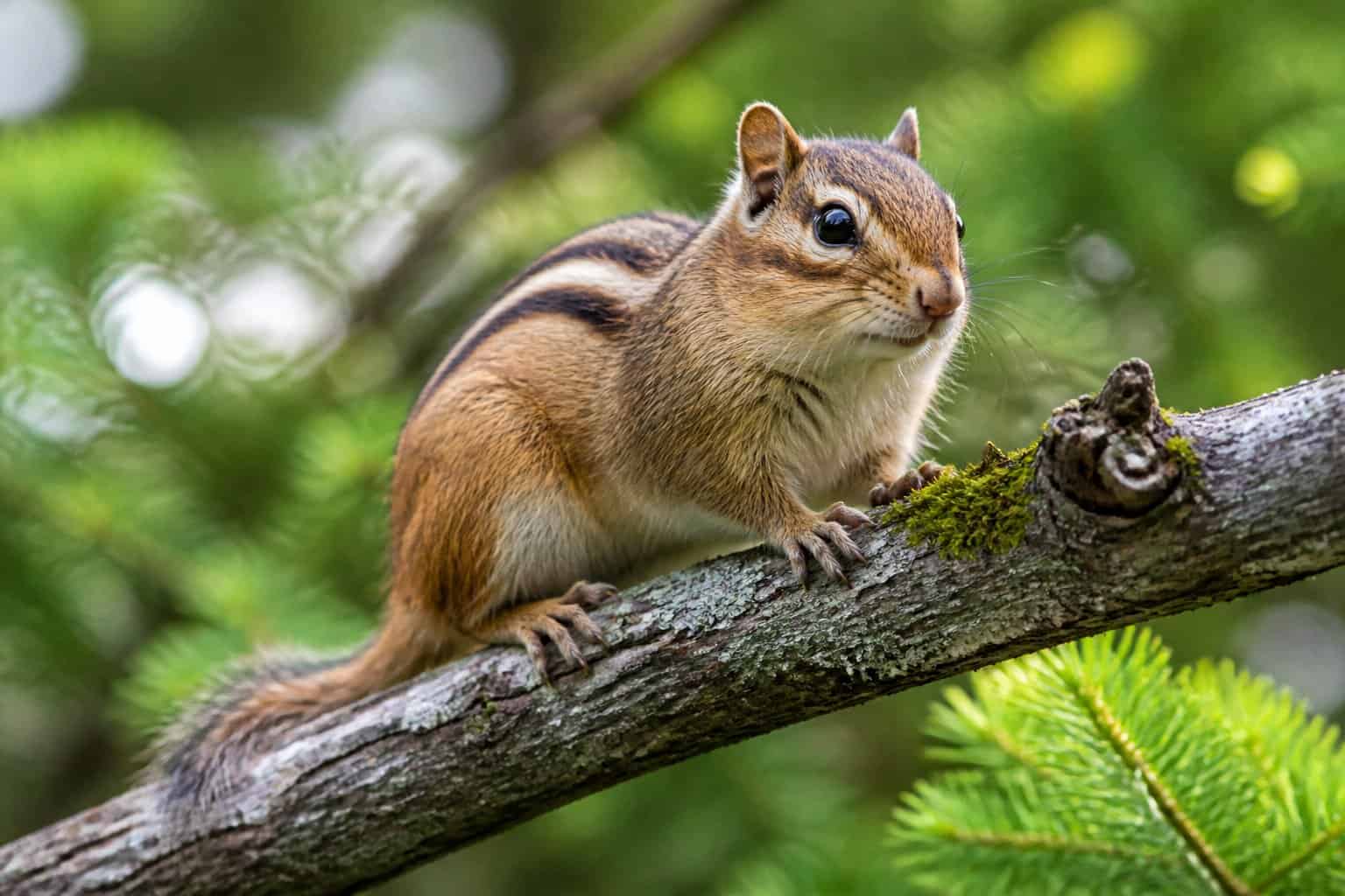 A close-up of a chipmunk sitting on a tree branch in a green outdoor environment.
