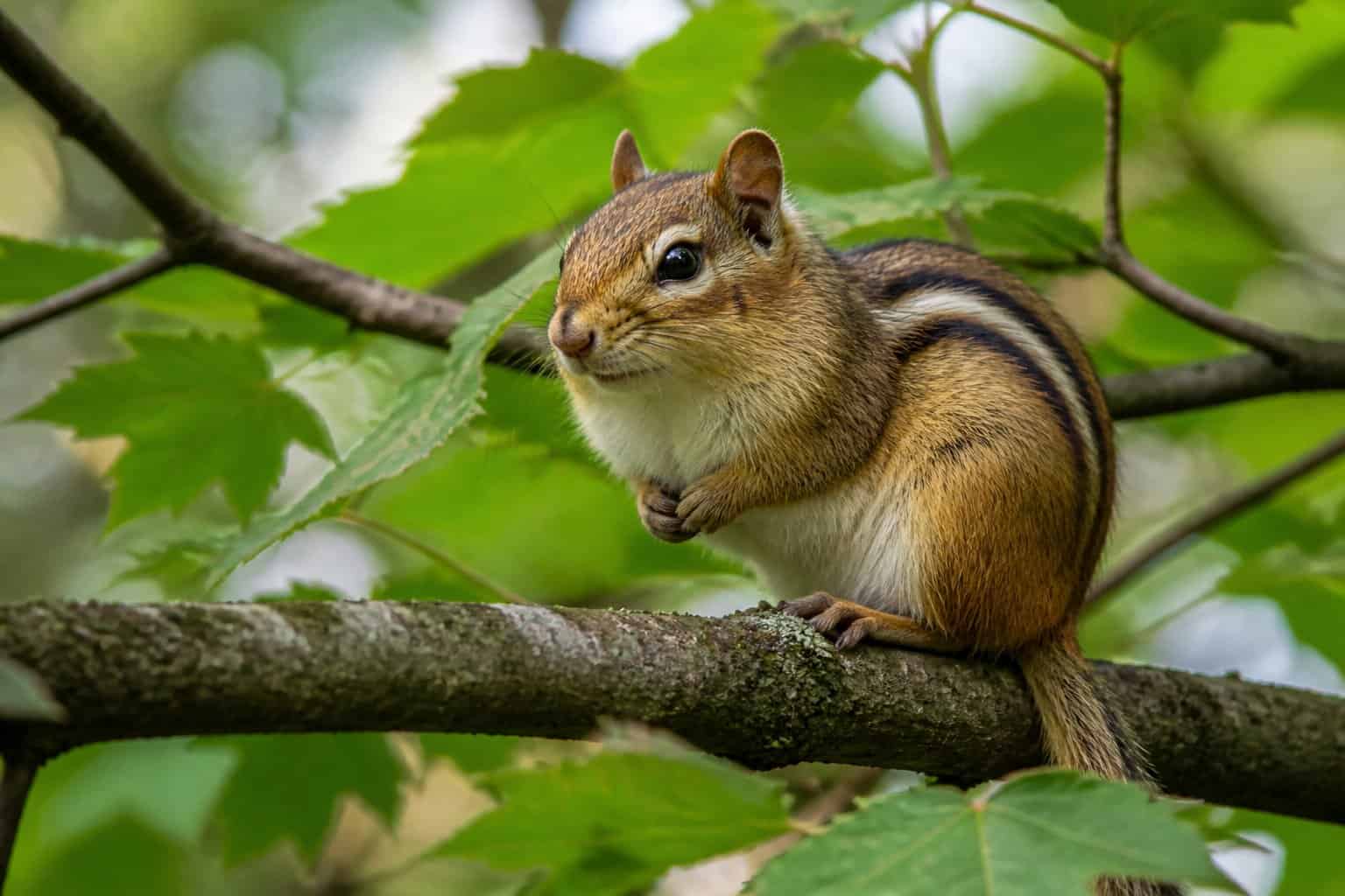 A wild chipmunk sitting on a tree branch surrounded by green leaves in a forest.