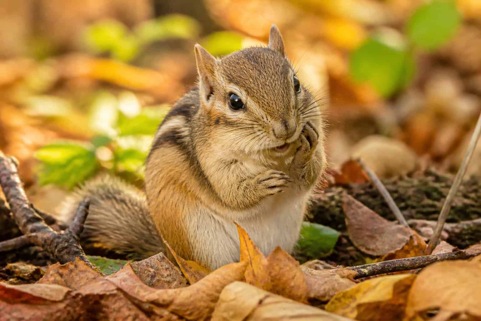 A chipmunk sitting on the forest floor holding its cheek as if in pain, surrounded by autumn leaves.