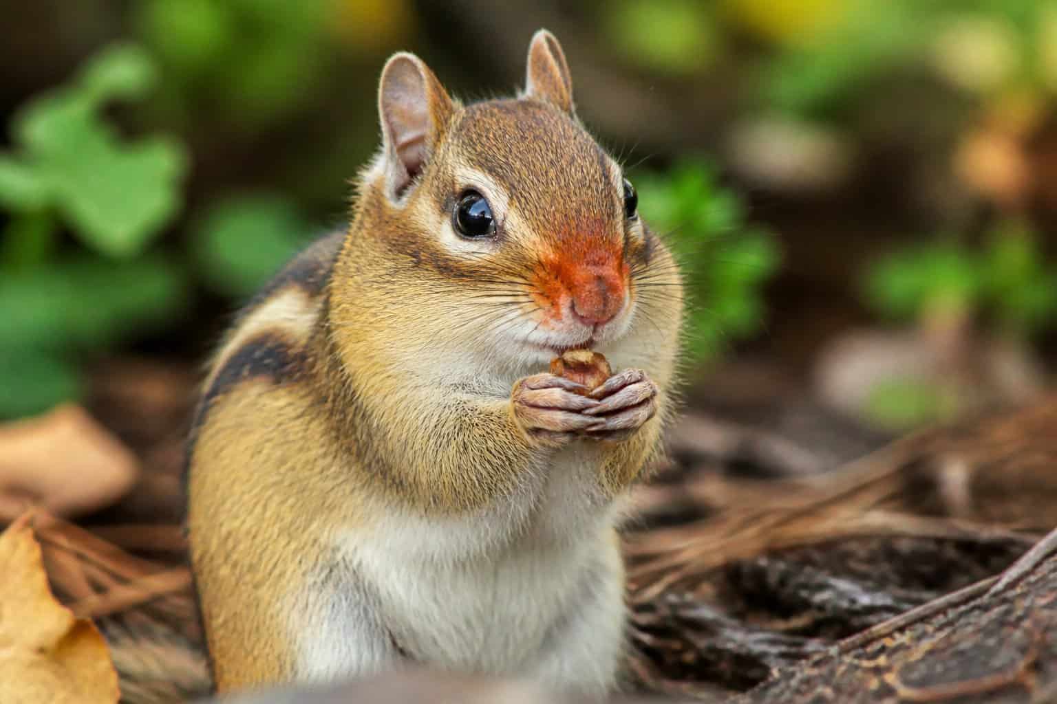 A chipmunk with a reddish nose sitting on the forest floor surrounded by leaves and greenery.