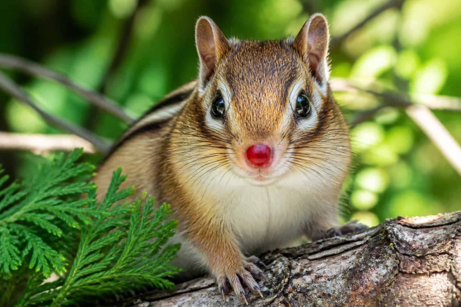 Close-up of a chipmunk with a red nose sitting on a tree branch in a forest setting.