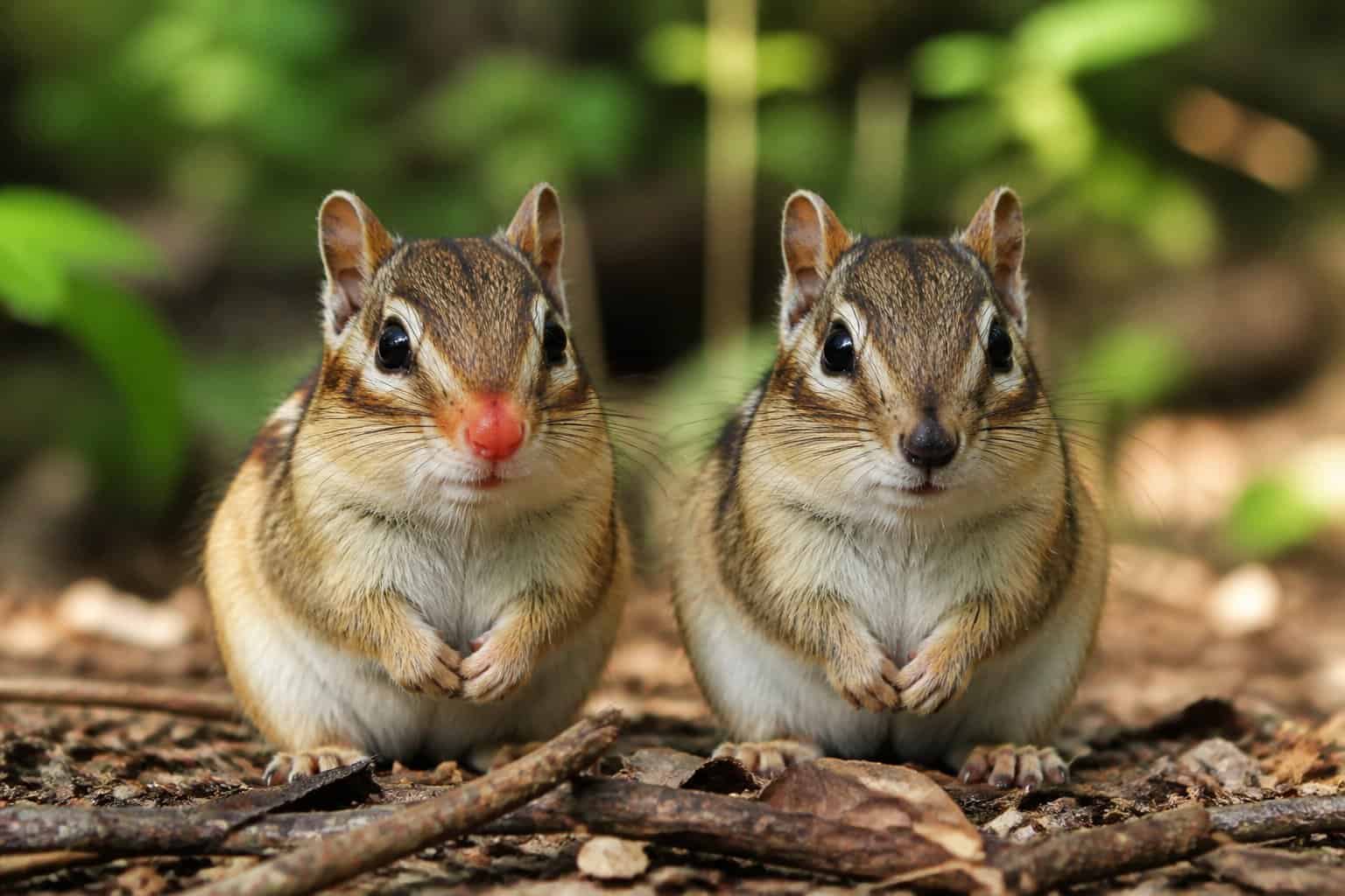 Two chipmunks sitting on a forest floor, one with a red nose and the other with a darker nose.
