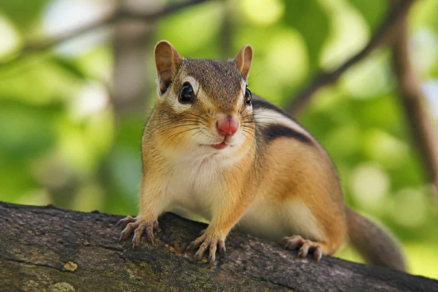 Close-up of a chipmunk with a red nose sitting on a tree branch in a forest.
