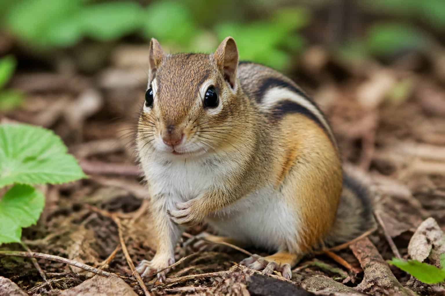 Close-up of a chipmunk with a brown nose sitting on a forest floor with leaves and twigs.