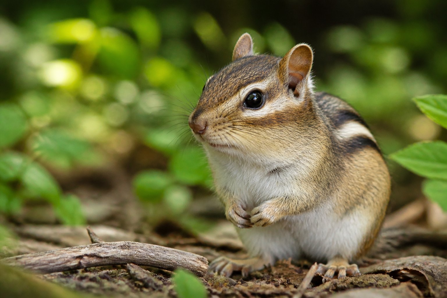 A chipmunk with a brown nose sitting on a forest floor with leaves and green foliage in the background.