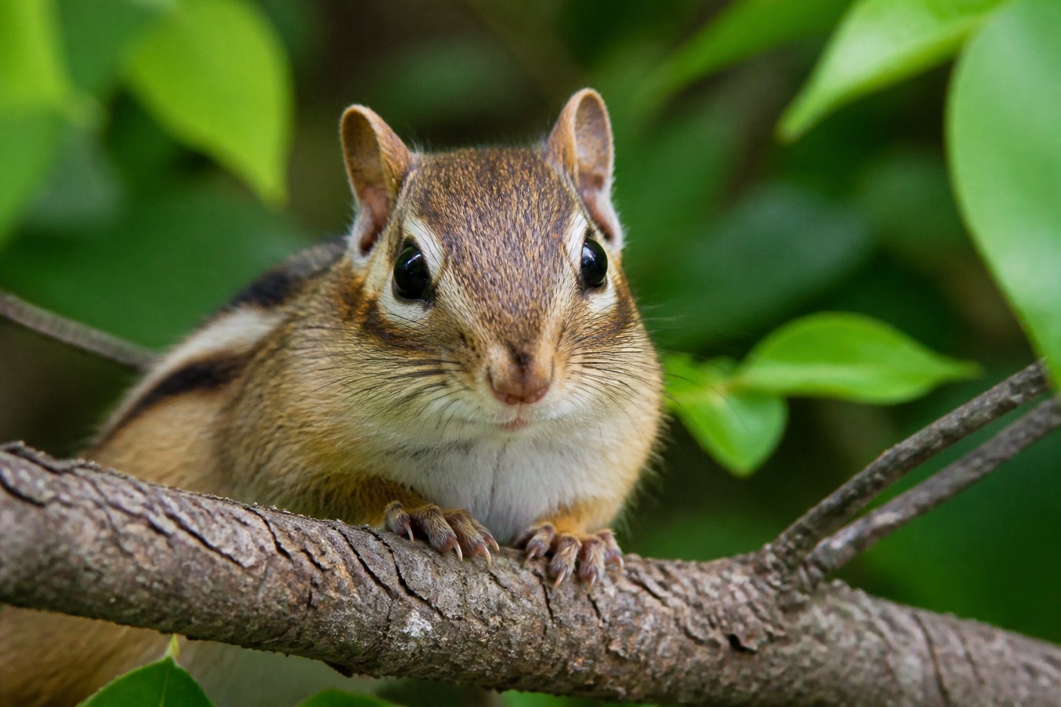 Close-up of a chipmunk with a brown nose sitting on a tree branch in a green forest.