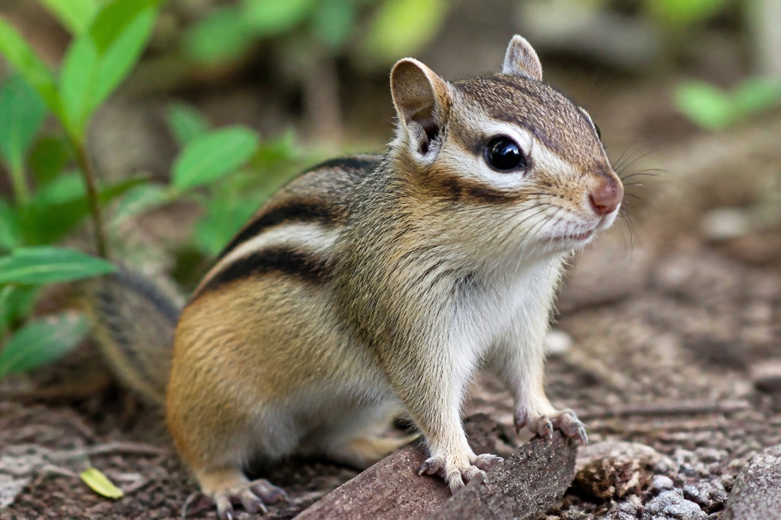 Close-up of a chipmunk with a brown nose sitting in a forest environment.