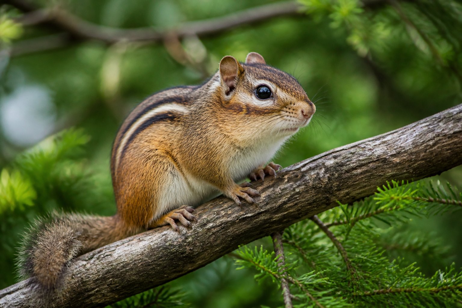 A chipmunk sitting on a tree branch surrounded by green leaves.