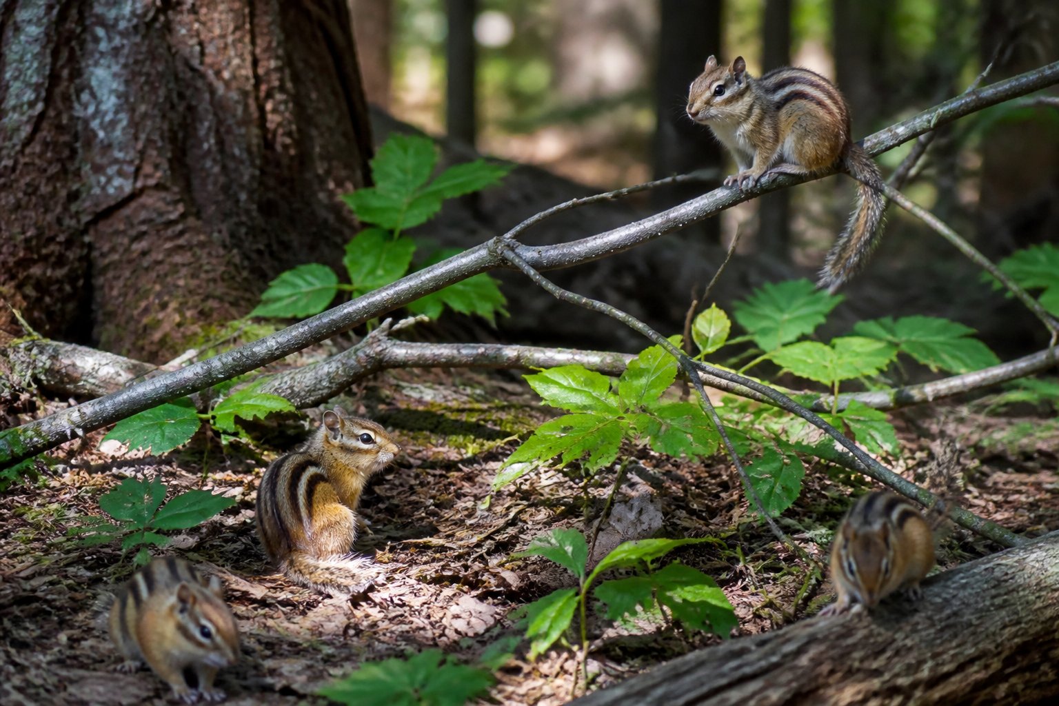 A group of chipmunks in a green forest with trees and leaves around them.