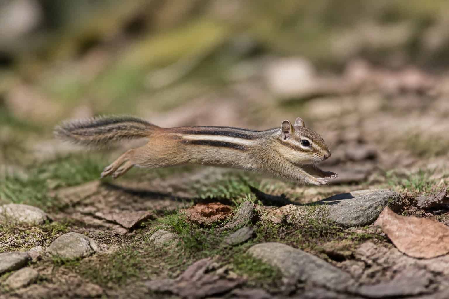 A chipmunk moving across a forest floor with leaves and grass in a natural outdoor setting.