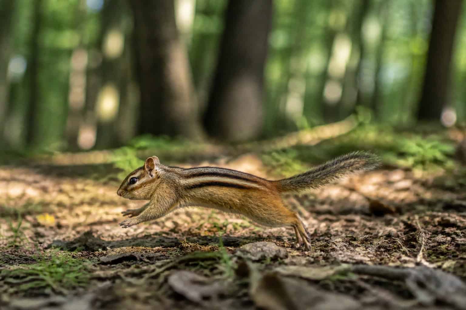 A chipmunk walking on a forest floor covered with leaves and grass, surrounded by trees.