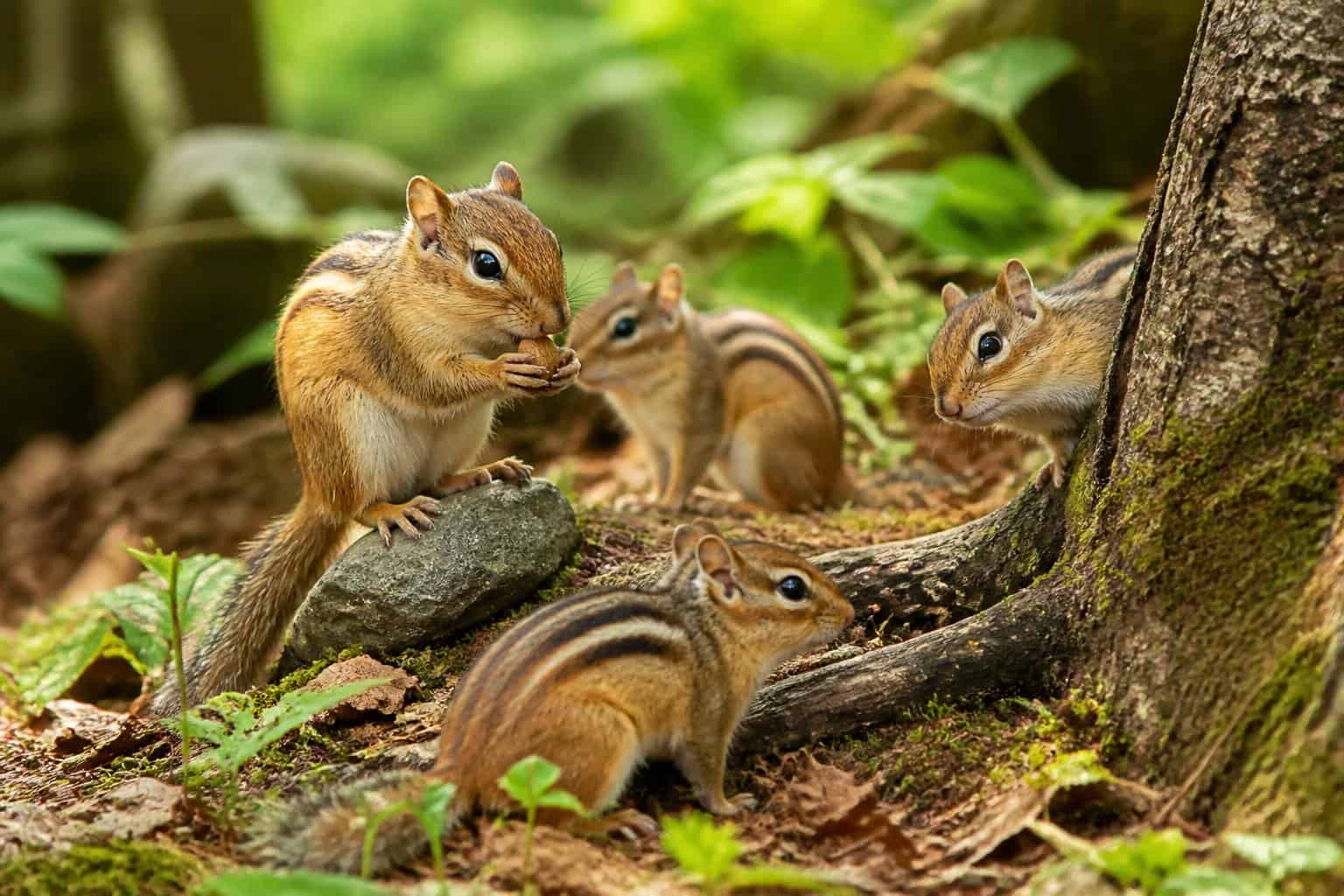 A family of chipmunks interacting in a forest with green plants and sunlight filtering through the trees.