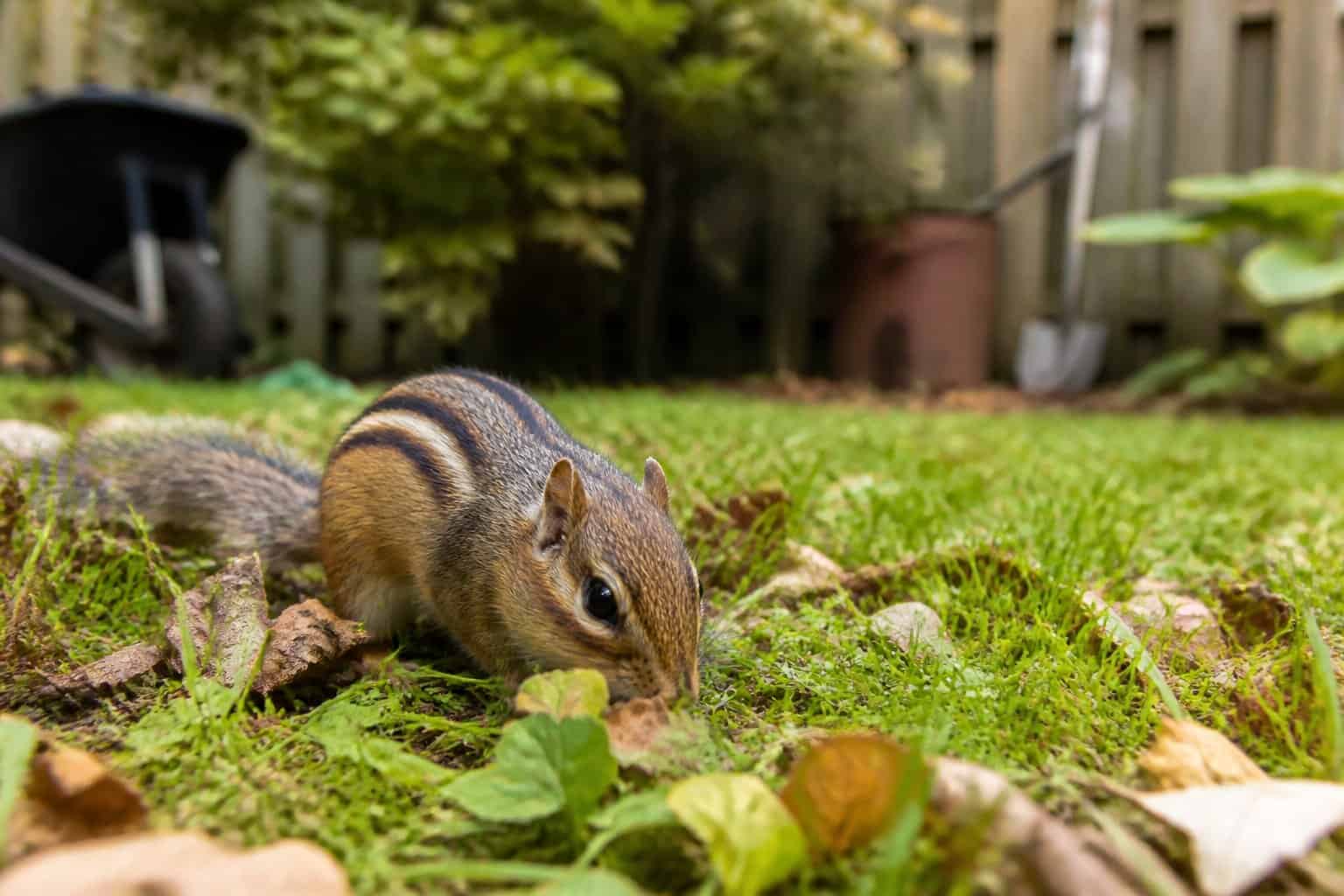 A chipmunk foraging in a green backyard with grass, leaves, and a wooden fence in the background.