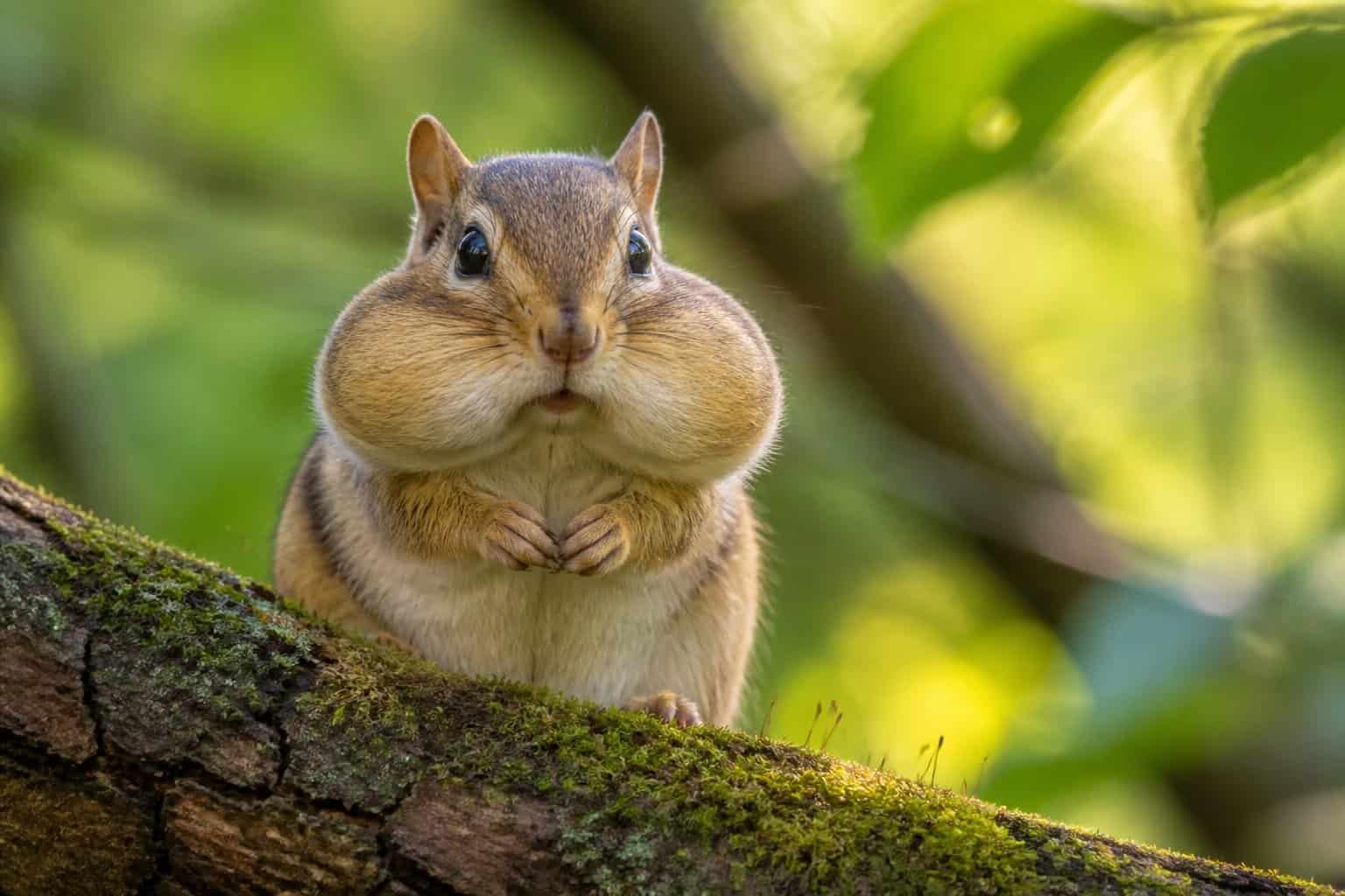 Close-up of a chipmunk with puffed cheeks holding food in a forest setting.
