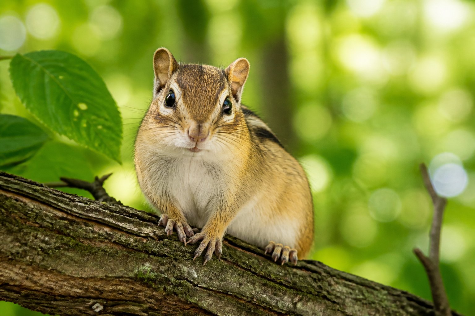 A chipmunk sitting on a tree branch in a green forest with sunlight filtering through the leaves.