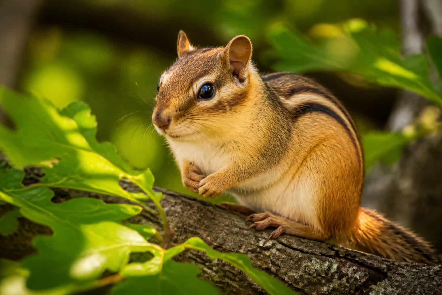 Close-up of a chipmunk sitting on a tree branch surrounded by green leaves in a forest.