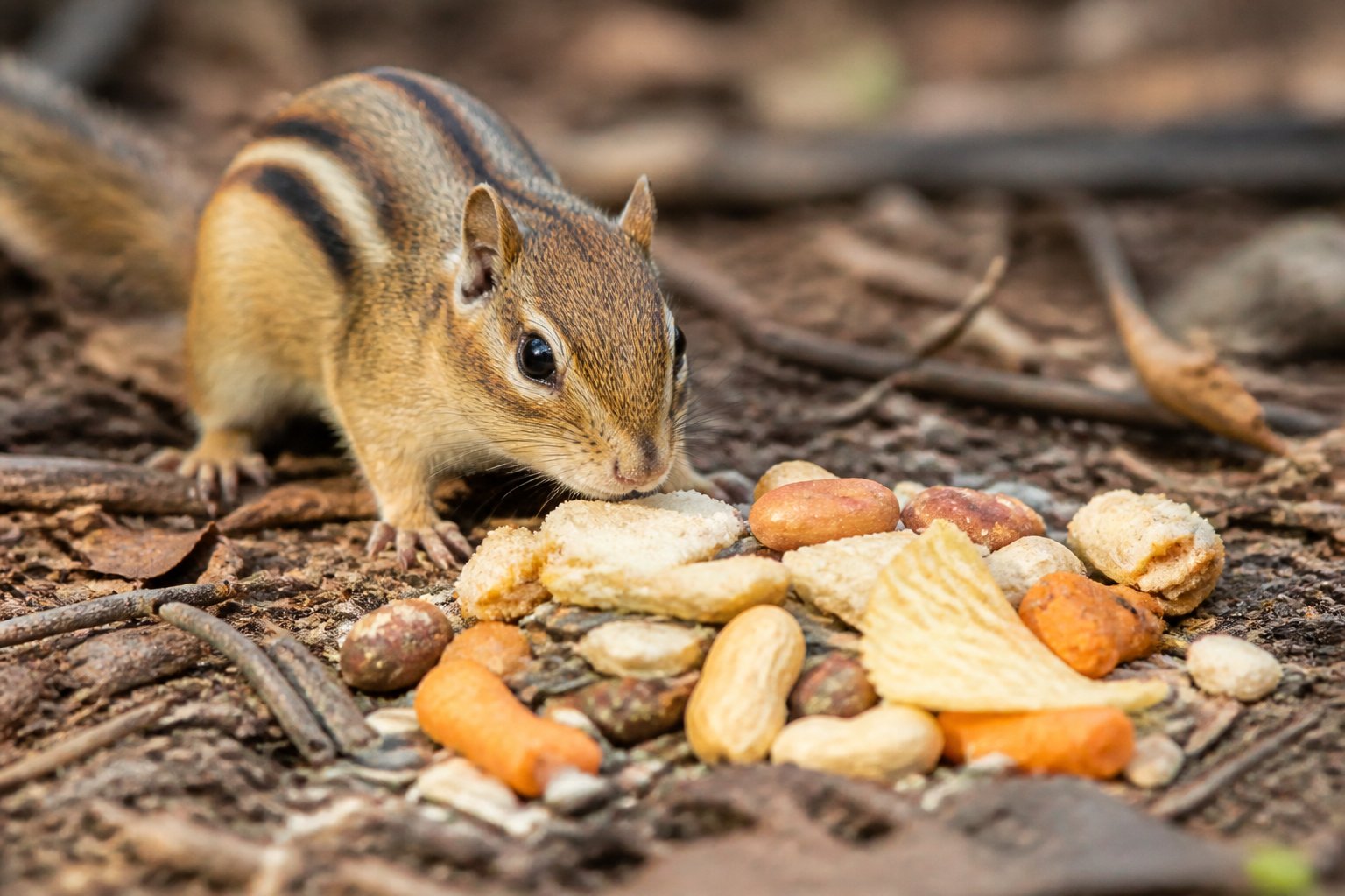 A chipmunk near a small pile of nuts and human snacks on the forest floor.