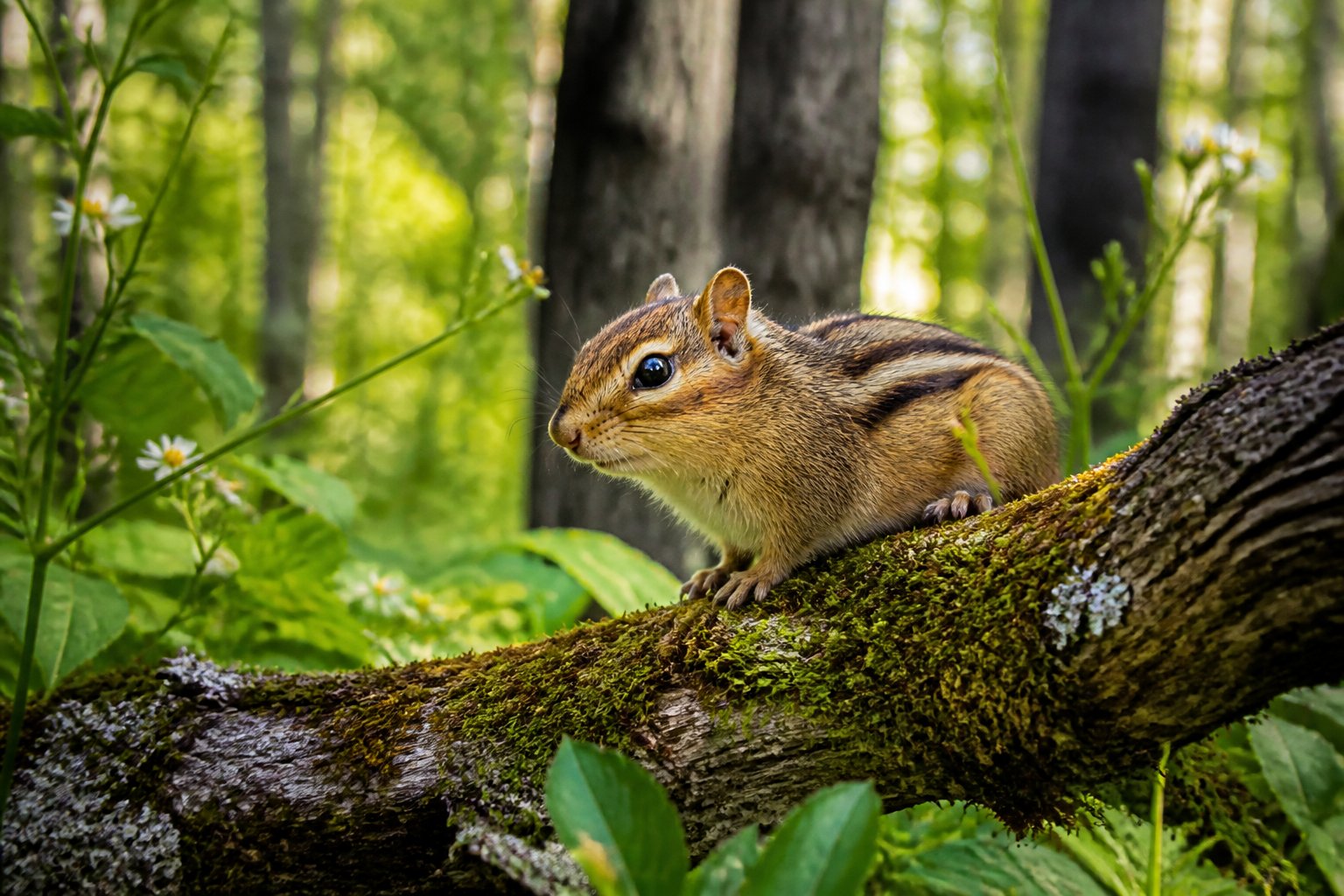 A chipmunk sitting on a mossy tree branch in a green forest with sunlight filtering through the leaves.