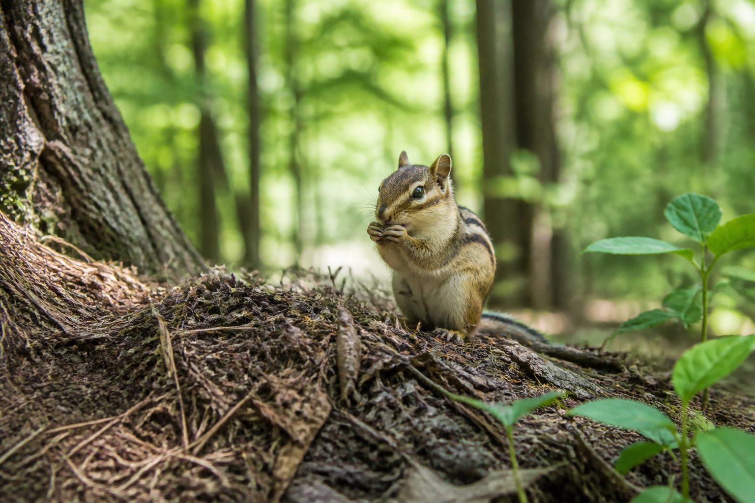 A chipmunk sitting on a tree branch in a forest with green leaves and sunlight filtering through the trees.
