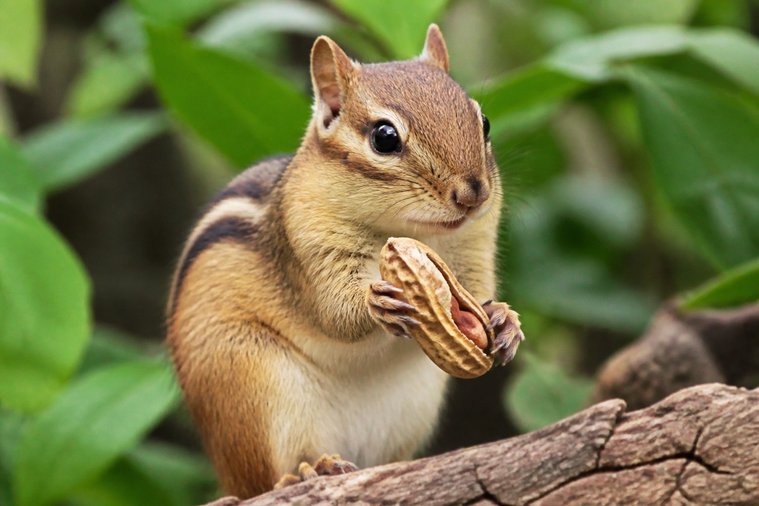 A chipmunk holding a peanut outdoors among green leaves.