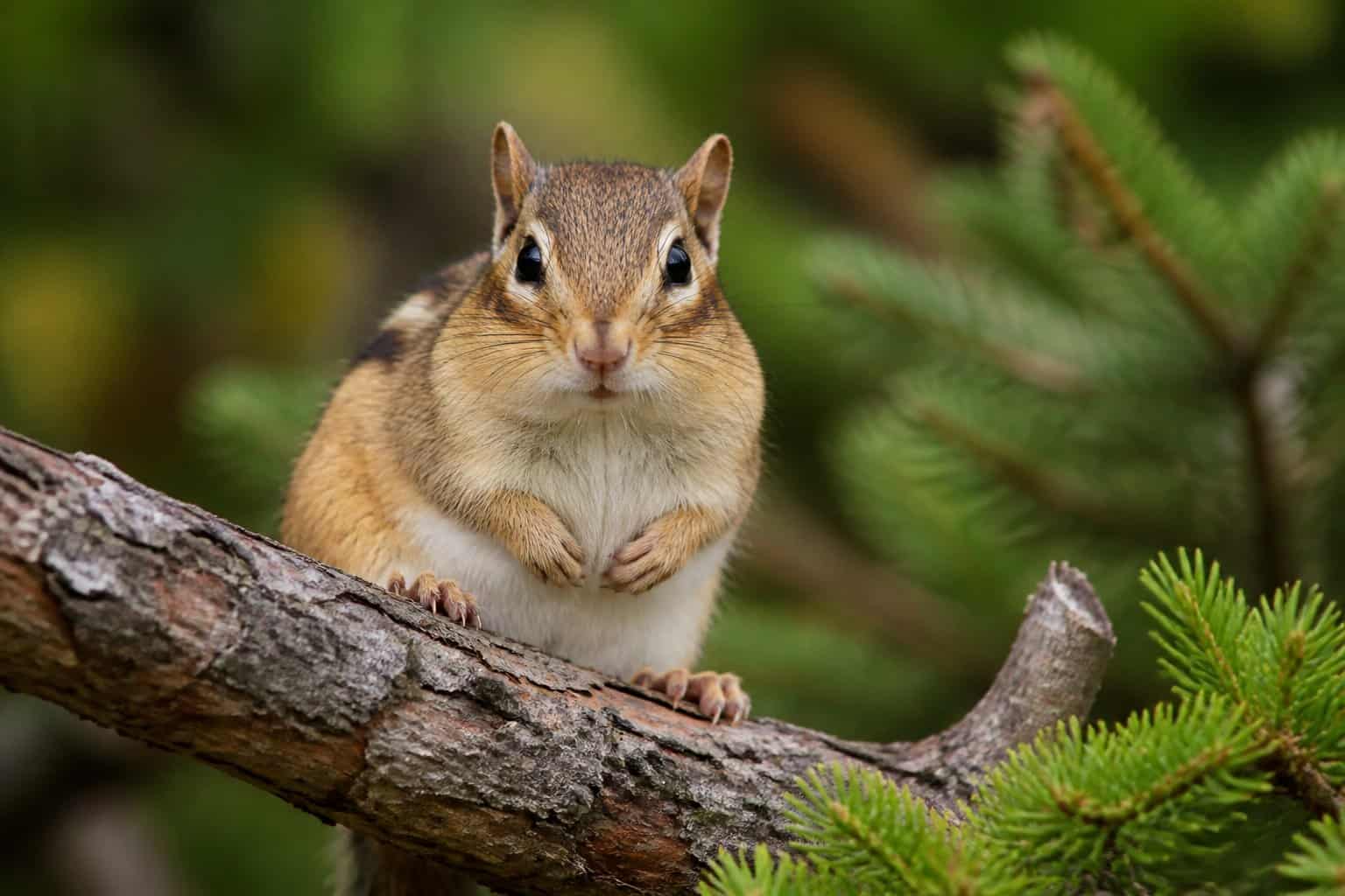 A chipmunk sitting on a tree branch in a forest, looking toward the camera.