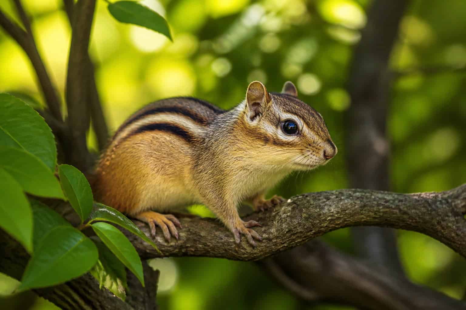 A chipmunk sitting on a tree branch surrounded by green leaves in a natural outdoor setting.