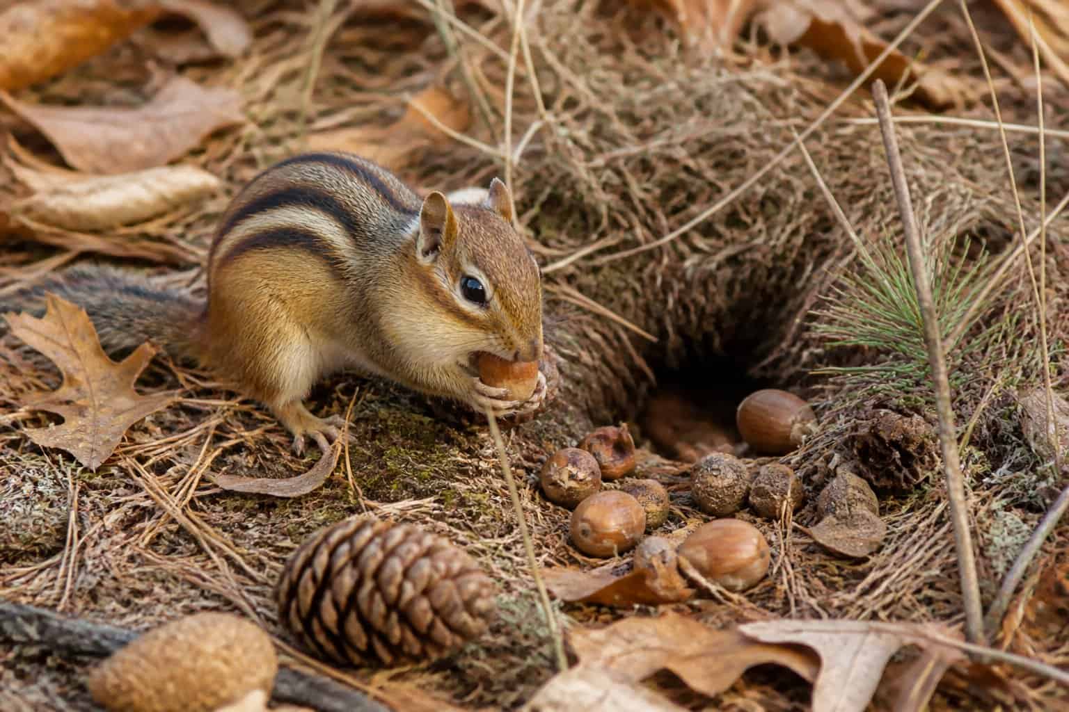 A chipmunk gathering nuts near its burrow in a forest with fallen leaves and pine cones around.