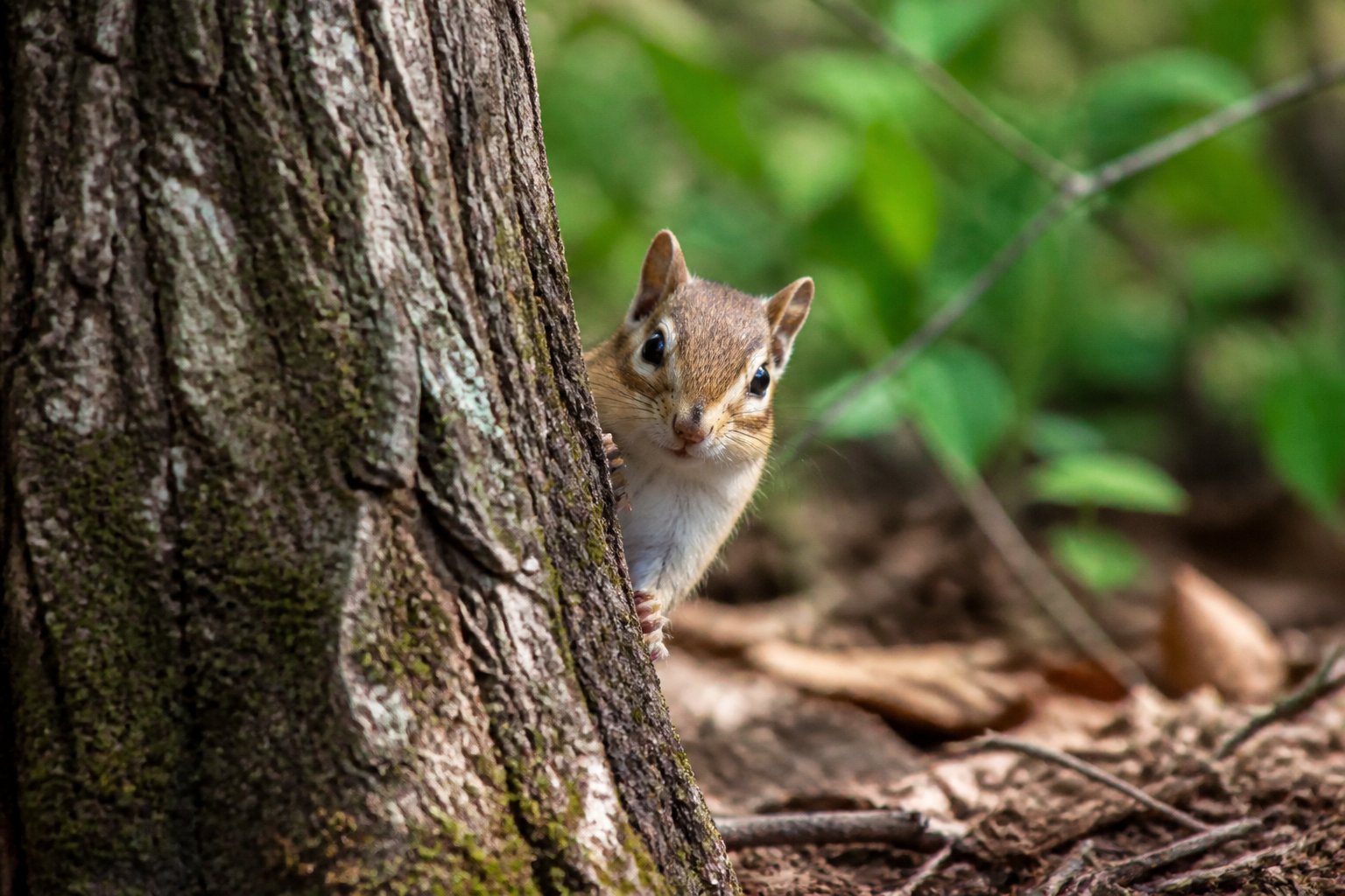 A chipmunk peeking cautiously from behind a tree in a forest, looking alert and watchful.