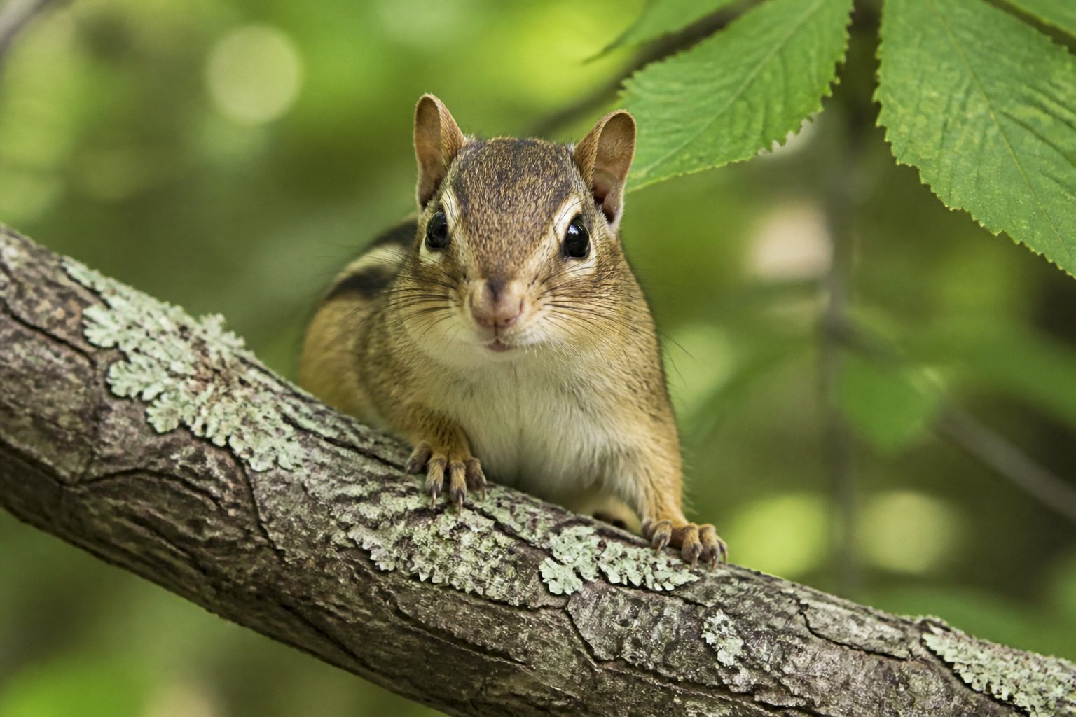 A close-up of a chipmunk sitting on a tree branch surrounded by green leaves in a forest.