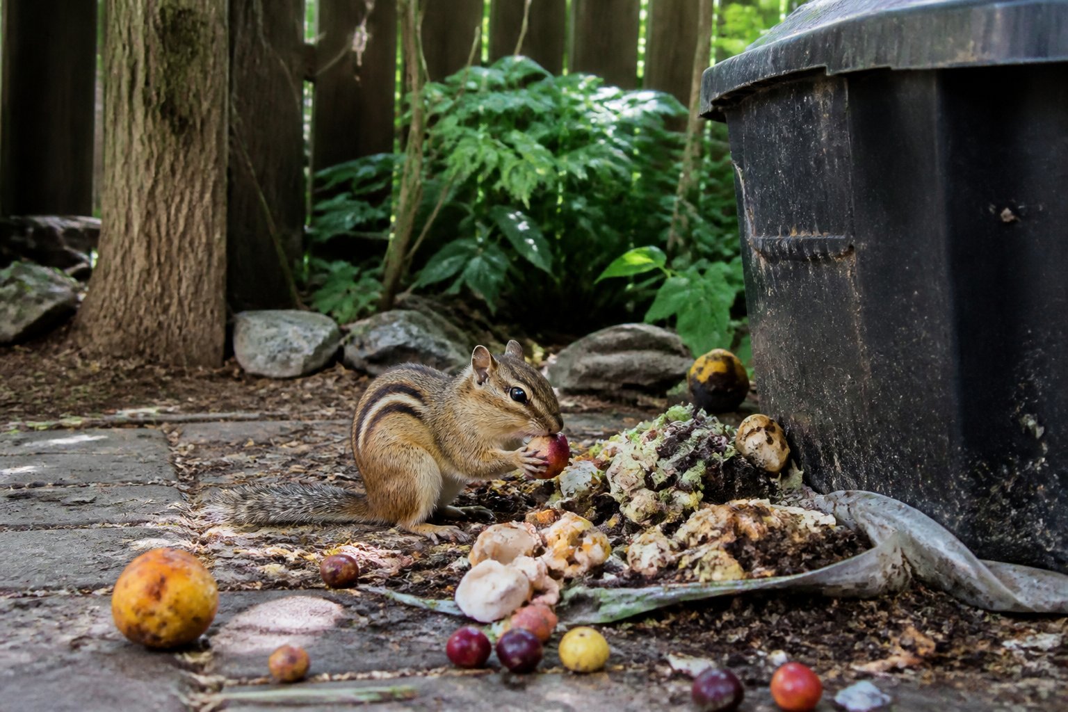 A chipmunk foraging near a trash bin in a suburban backyard with scattered food scraps on the ground.
