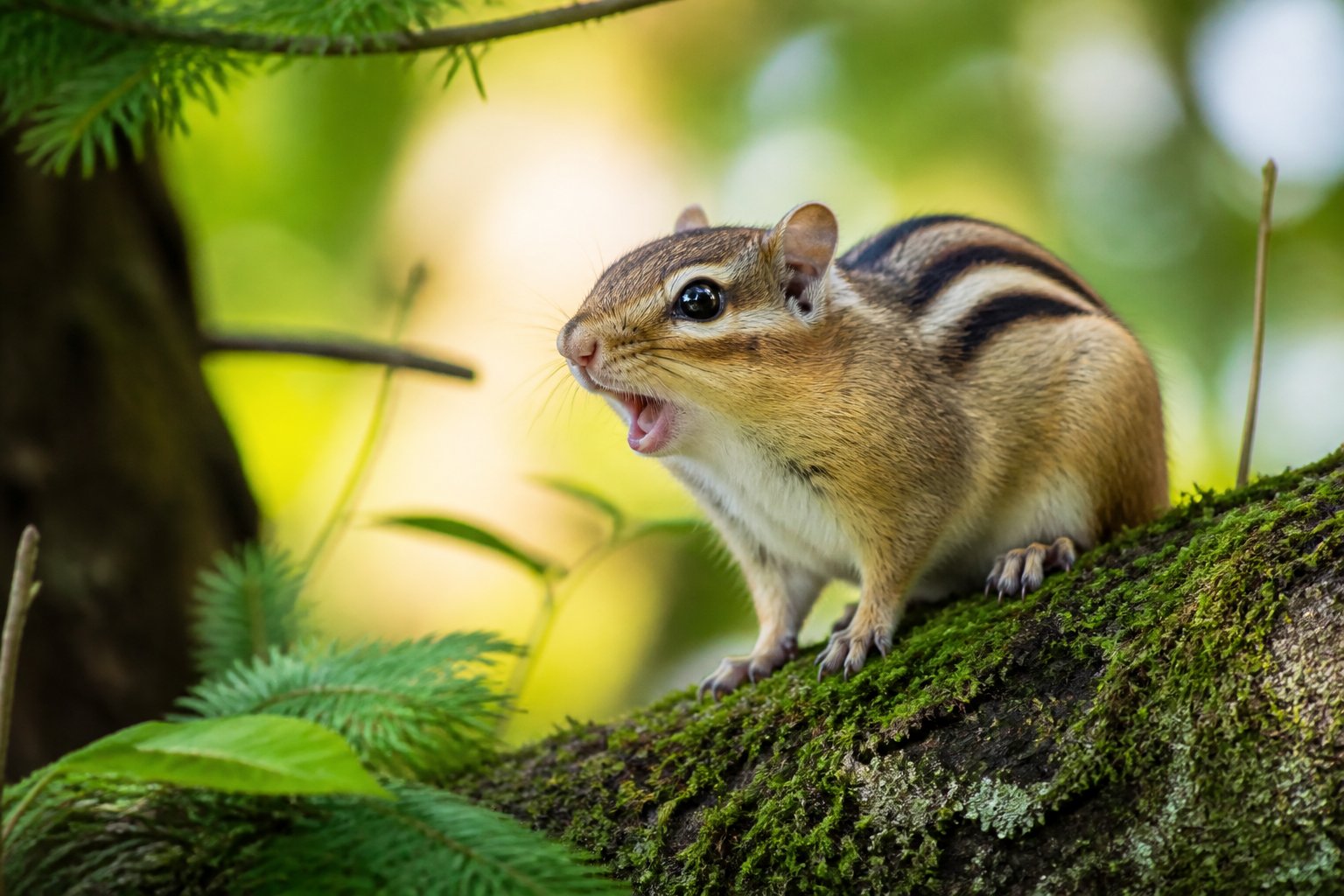 A close-up of a chipmunk on a tree branch in a green forest, with its mouth slightly open.